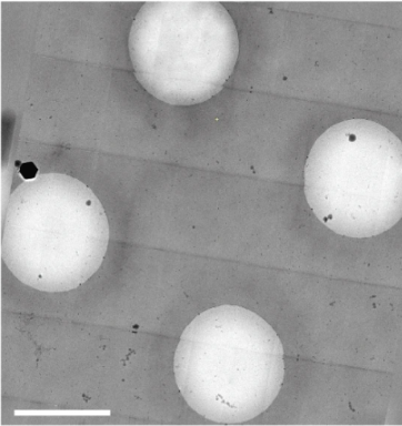 Stitching artifact in microscopy